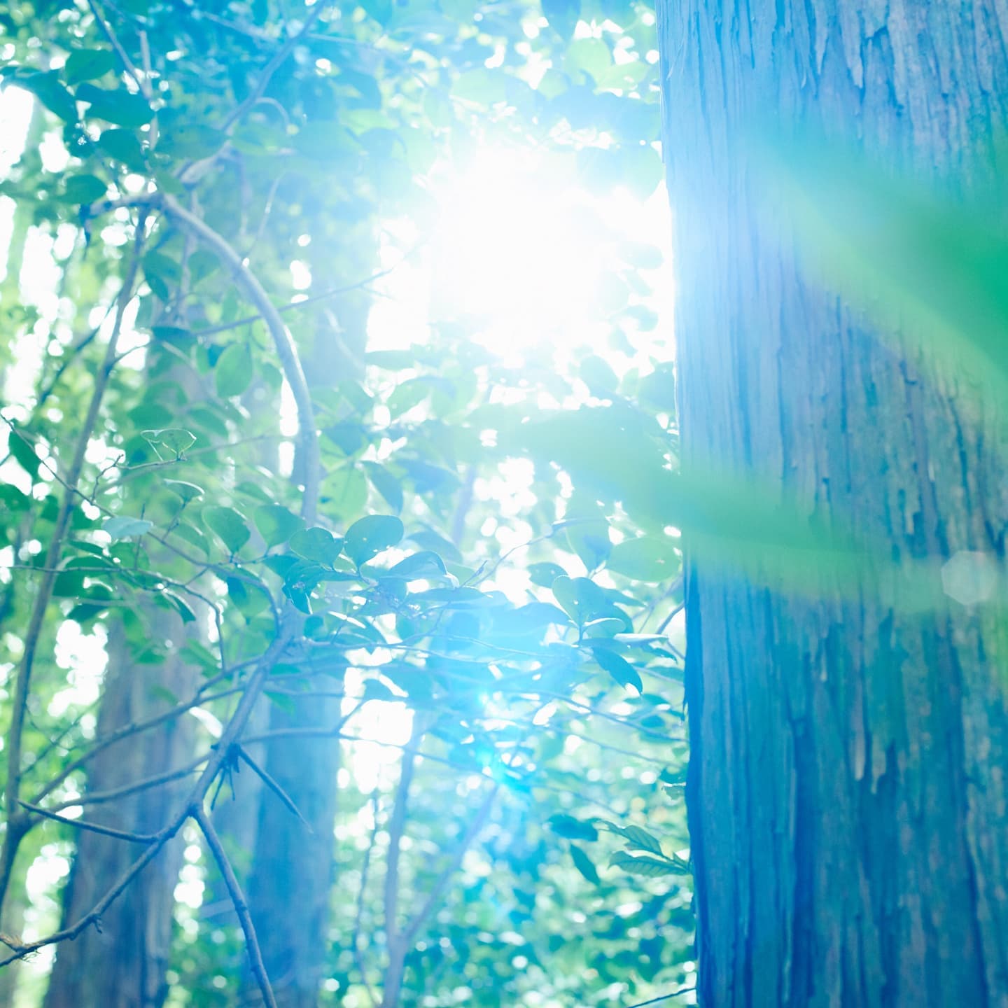 木漏れ日が降り注ぐ深い森の風景。ポートレート撮影における背景と光の調和を表現。