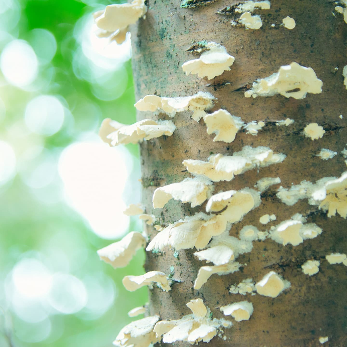 自然光を活かしたライフスタイルポートレートの背景描写：木肌のテクスチャと柔らかな光の玉ボケ